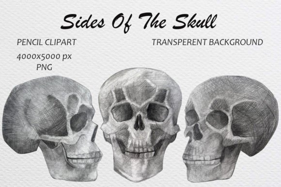 Download Skull Hand Drawn Pencil Drawing Clip Art - Skull hand drawn Collection